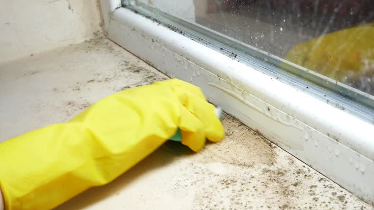 Trusted Williston Highlands, FL Mold Removal Experts